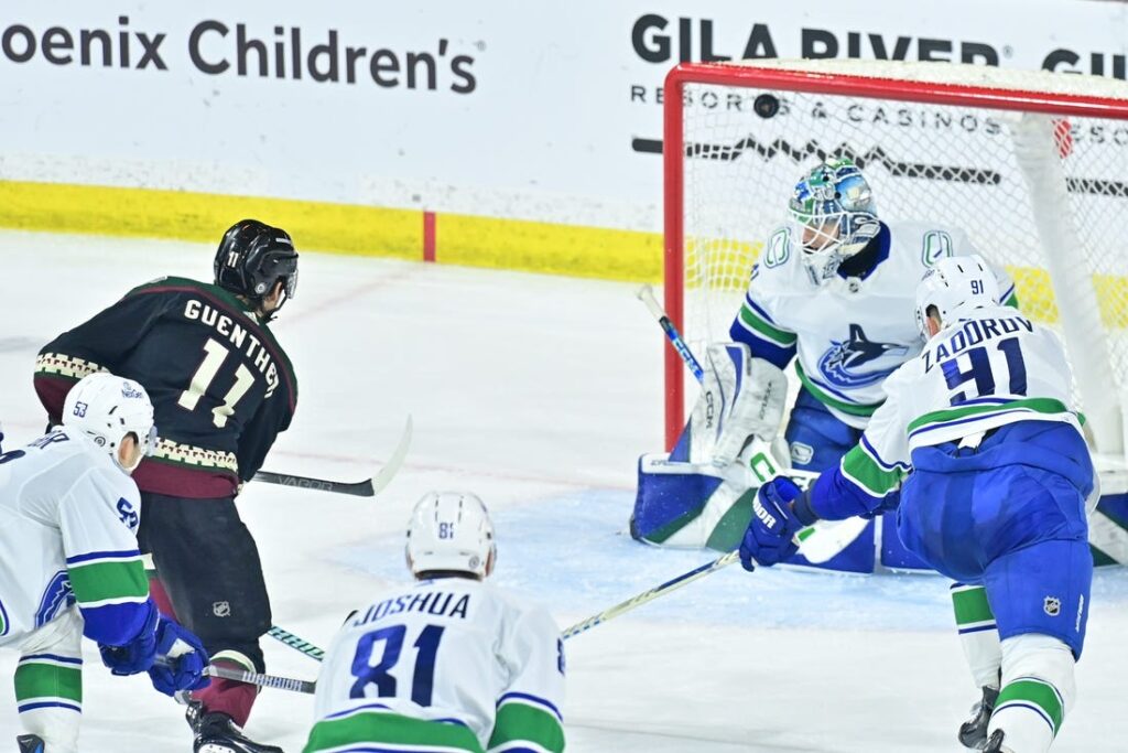 Arizona coyotes