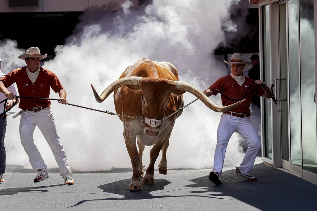 Bevo XV