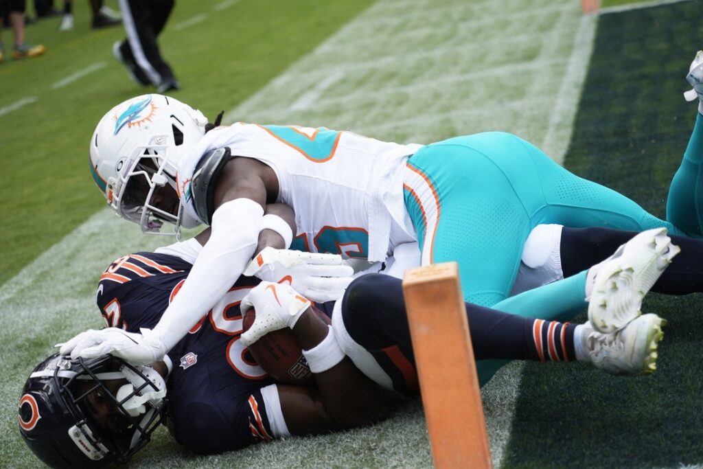 bears, dolphins