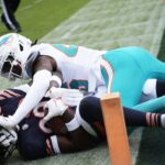 bears, dolphins