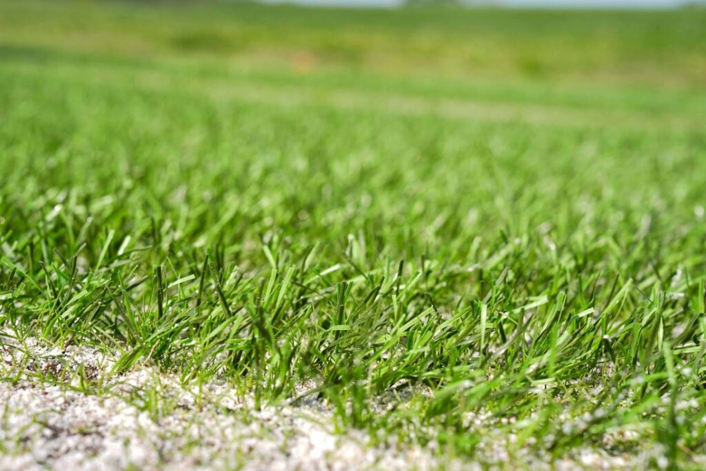 FIFA grass